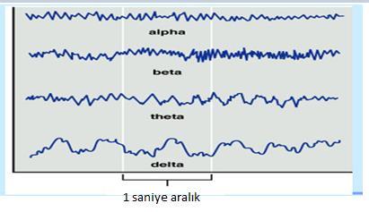 6 derinlikte anestezik durumlarda,beynin düģük aktivite anında ve ayrıca stres altında iken görülmektedir. Delta dalgaları: Yüksek genlikli dalgalardır. Frekansları 0.