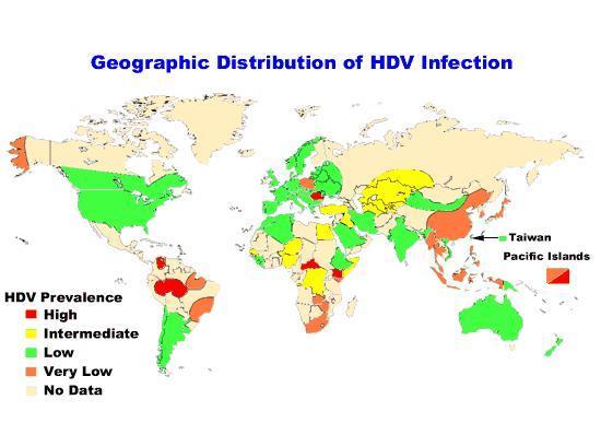 HDV Enfeksiyonu
