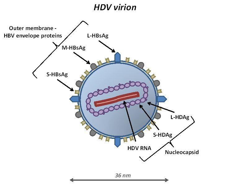 Hepatit Delta Virüsü Delta virüs cinsinin tek üyesi HBV zarf proteinleri Tek zincirli RNA virüsü İnsanda patojen en küçük virüs HBV ye bağımlı Ortak zarf,