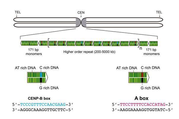 5.1.a Sentromerik DNA dizileri Sentromerik DNA da CEN adı verilen tekrarlı nükleotit