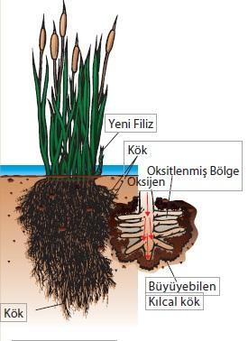 12 ayrışmaya yardımcı olur. Organik maddelerin anaerobik ayrışımı ise taban kısmında olur. Yapay sulak alanlarda bitki örtüsünün sağladığı oksijen transferi Şekil 2.12 de verilmektedir. Şekil 2.12.