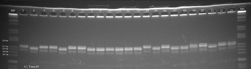 Tmsc45 (C) ve rekombinasyon öncesi hücre kültüründen elde edilen DNA örneklerinin TS5 (Ao), TS15 (Bo), Tmsc45 (Co) polimorfik markerlerine