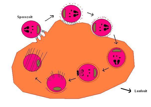 sporozoitler lenfoid hücrelere giriş yaparak burada çok çekirdekli sinsitiyal şizont formunu alır. Bu aşama aynı zamanda hücre transformasyonu ve proliferasyonun indüklendiği safhadır (Shaw 2002). 1.