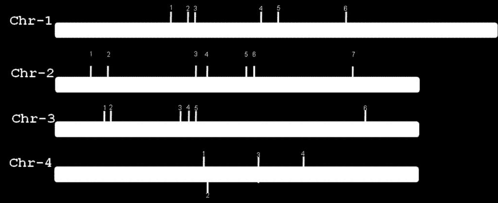 Birinci kromozom (chr-1) üzerindeki yerleşim yerlerine göre 1-6 çizgi sırasıyla Tmsc 1, 75, TS16, TS15, Tmsc77, Tmsc86 kodlu toplam 2 mikrosatellite bölgeyi, ikinci kromozom (chr-2) üzerindeki