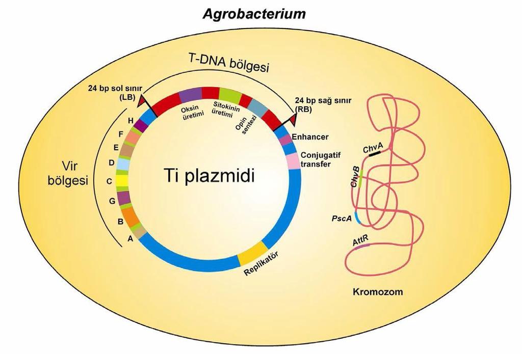 T-DNA AKTARIMDA GEREKLİ OLAN ÖGELER T-DNA bölgesi Virülens (vir)