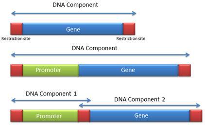 Enhancer bölgeler: Bulunduğu genin transkripsiyonunu arttıran dizilerdir.