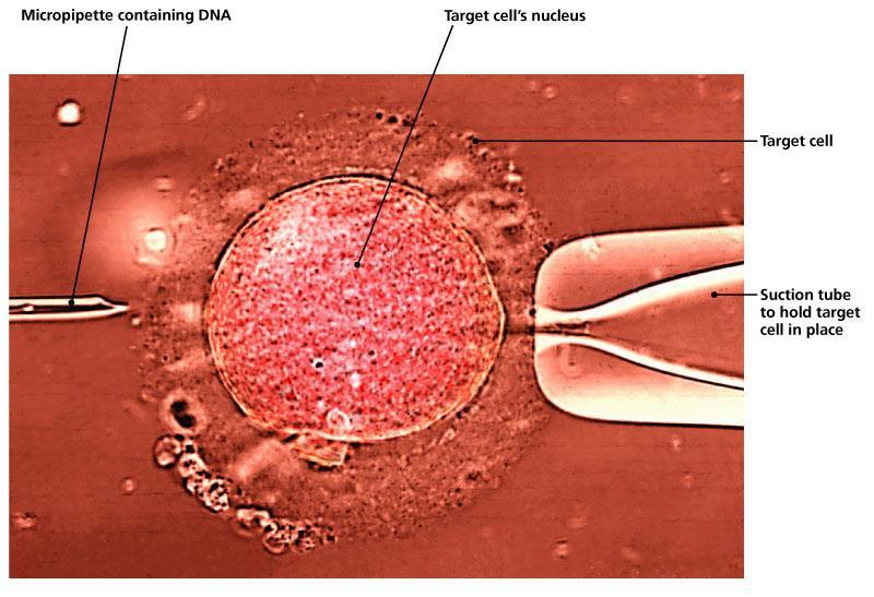 YÖNTEMİN KISITLAYICI YÖNLERİ Pahalı olması, Deneyimli personel ihtiyacı, Hayvansal hücreler için daha uygun olması Manipülasyon için embriyonik hücrelerin tercih edilmesi Oositlerin
