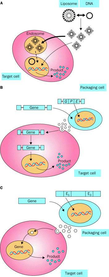 LİPOZOMLAR ARACILIĞI İLE GEN TRANSFERİ Lipozomlar hücre içine molekülleri taşımak için kullanılan lipit küreleridir.