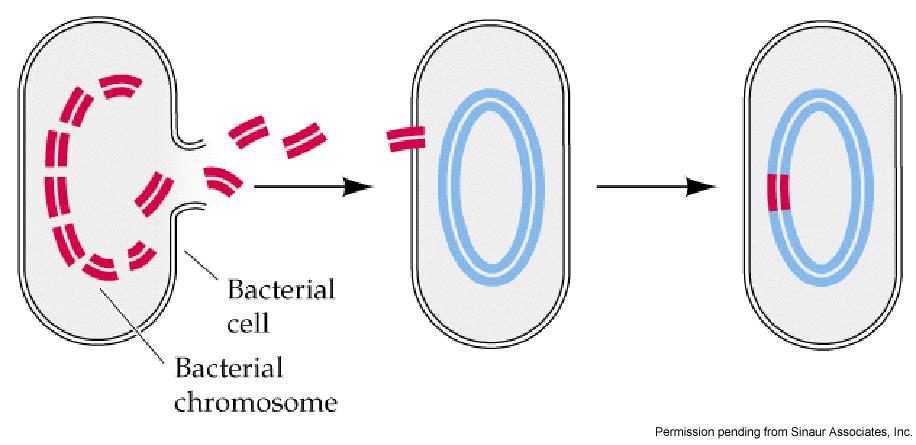 Transformasyon, egzojen DNA nın hücre tarafından içeri alınması ve genoma entegre edilmesi olayıdır.