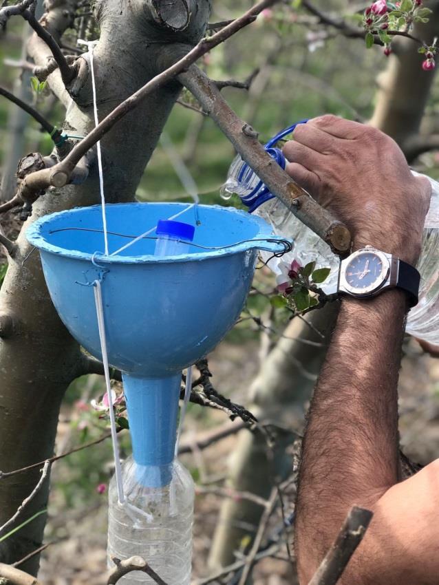 Şekil 3.4. Ağaçlara asılan tuzaklara eksilen suyun ilave edilmesi Tuzakların araziye yerleştirilmesi elma bahçelerinde ağaçlar çiçek açmadan önce gerçekleştirilmiştir.