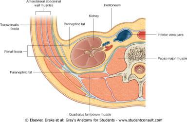 Böbreği Saran Tabakalar Margo medialis Hilum renale VAUA - V. renalis - A. renalis - ureter -A.