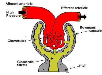 capsula glomerulose (Bowman kapsülü) Tubulus renalis : Tubulus contortus