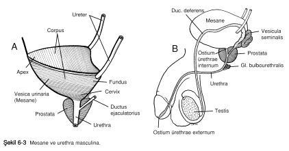 sirküler longitudinal (M.