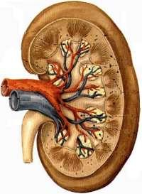 Böbreğin damarlarını