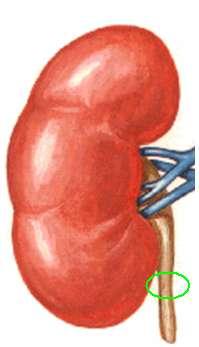 2.2. Mesane, Vesıca Urınarıa Resim 2.2: Ureterin darlıkları Ġdrar torbası (Lat. vesica urinaria, Gr.