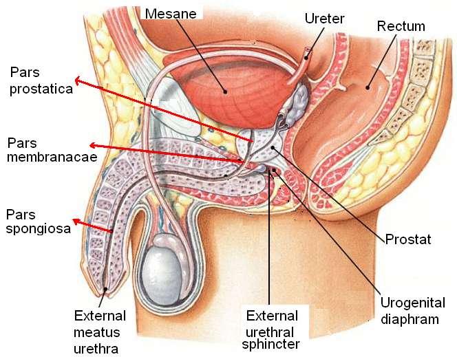 Pars membranacea:(pars intermedia) Diaphragma urogenitale içinden geçen parçadır. YaklaĢık 2 cm. uzunluğundadır. Erkek urethrasının en kısa ve en dar bölgesidir. Bu parçayı çevreleyen m.