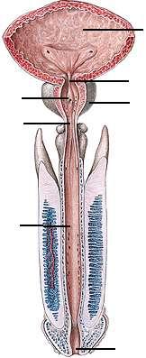 Erkek urethrasının bölümlerini ve komģu organlarını