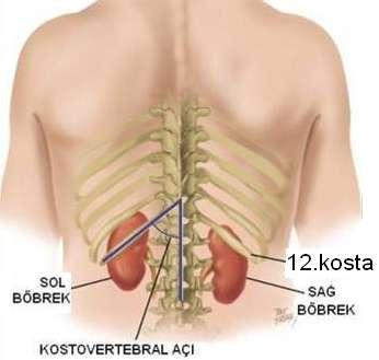 Resim 1.2: Böbreklerin yeri Resim 1.