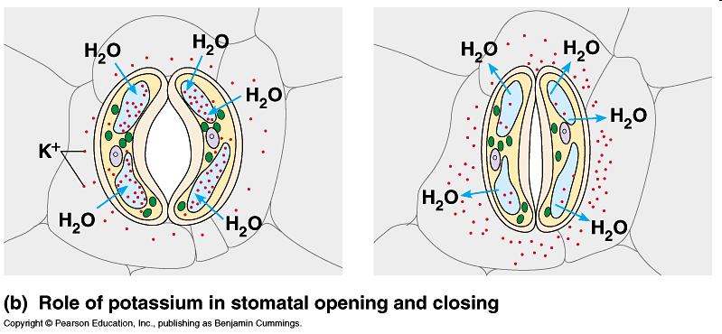 Potasyumun stomatal