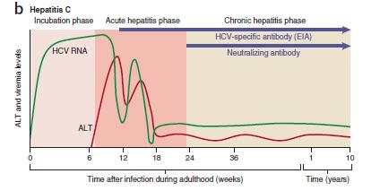 HCV İnfeksiyonunun Seyri