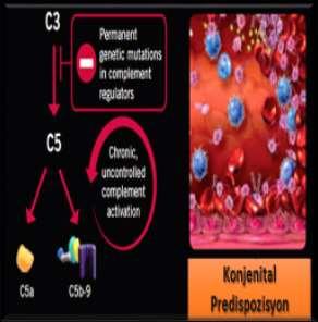 antitrombotic antikoagülan direncin kaybı Lökosit aktivasyonu