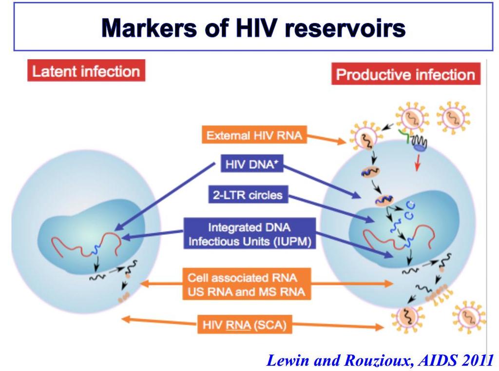 HIV in rezervuarları HIV in bir çok farklı formu dolaşıma ve hücreye yerleşir: HIV