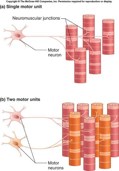 Kas lifinde aksiyon potansiyeli oluşumu Tek motor ünitesi Nöromusküler bağlantı İskelet kasının uyarılması motor nöronlar aracılığı ile olur Hücre gövdeleri beyin veya