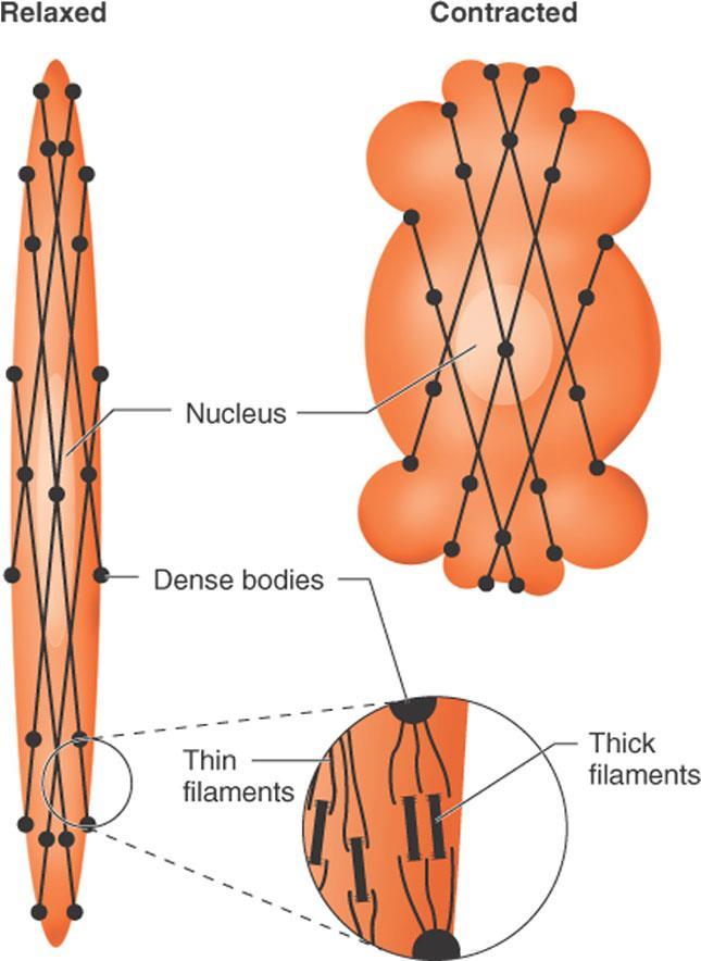 10.1 Düz kas yapısı Tek çekirdekli Yaşam boyu bölünme yeteneğine sahip Çapları 2-10 μm arası Aktin iplikleri ya hücre