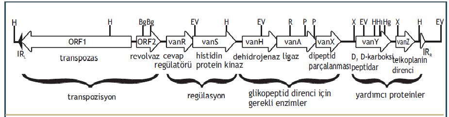 2.5.2.2.1 Van A tipi direnç Van A tipi direnç en sık karşılaşılan dirençtir. Dirençten 39-40 kda ağırlığında, Van A adlı bir membran proteini sorumludur.