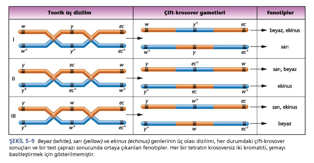 3.1 Metot I: 3 genden birisi diğerlerinin ortasındadır.