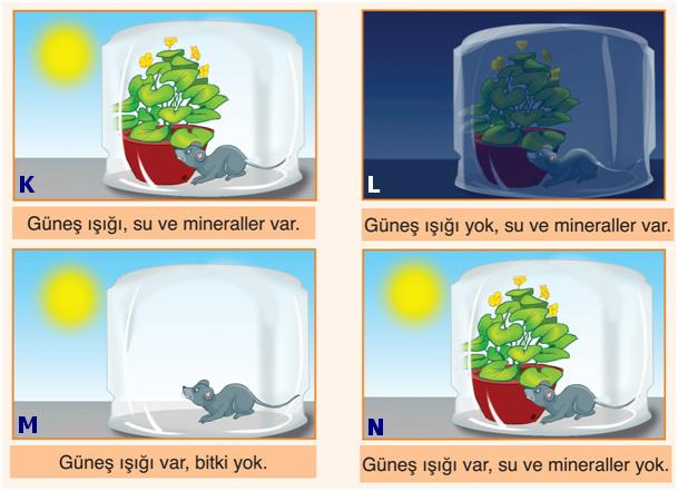 Bu düzeneklerde kuvvetten ve yoldan en fazla kazanç sağlayan kaldıraçların günlük hayattaki kullanımına sırası ile; aşağıdakilerden hangisinde doğru örnek verilmiştir?