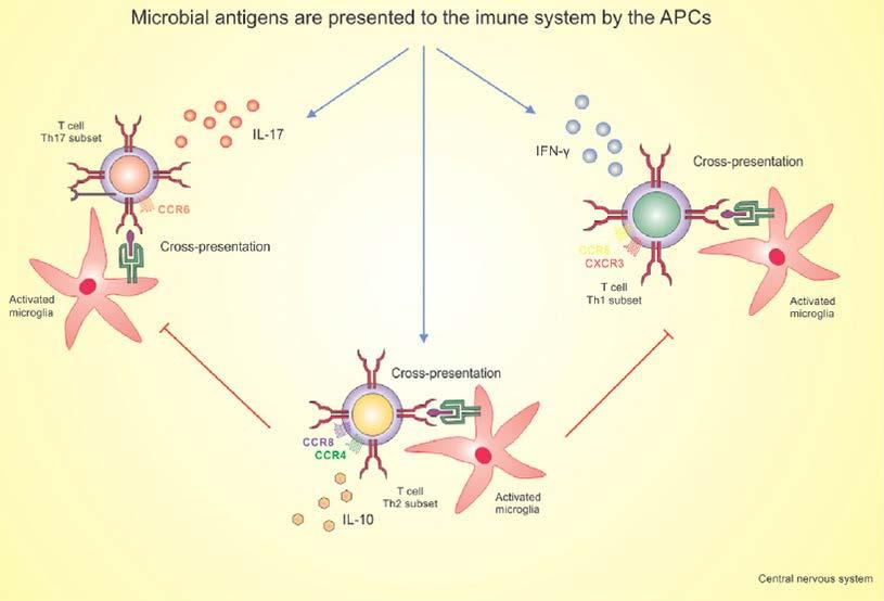 Neuromyelitis optica pathogenesis mechanisms mediated by in fl ammatory cytokines and chemokines. In the periphery, environmental factors, such as virus and bacteria, induce an innate immune response.