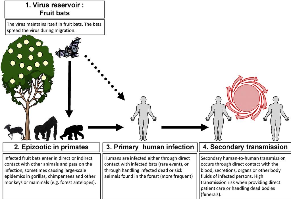 Formenty P. Ebola.