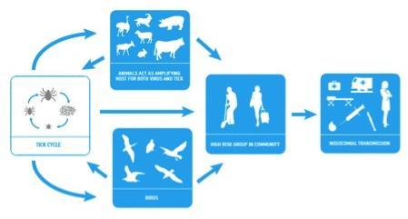 Crimean-Congo Hemorrhagic Fever Ergonul