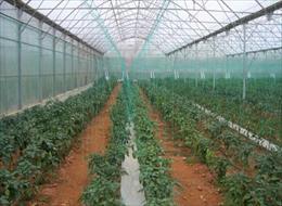 Edremit ilçesinde 70 dekar alanda örtü altı tarım yapılmaktadır.