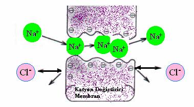 Katyon değiştirici membranda, eş iyon olarak adlandırılan hareketli anyonlar sabit negatif yüklü gruplar ile aynı yükü taşıdıklarından elektrostatik kuvvetler tarafından az ya da çok itilirler.