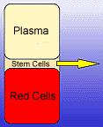 Santrifüj Tekniği Santrifüj tekniğinde hücreler birbirlerinden özgül ağırlıklarına göre ayrılırlar: En içten dışa doğru: Plazma