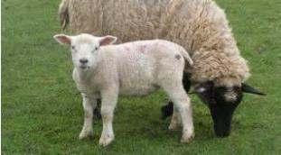 RİSK GRUPLARI Veterinerler Çobanlar Çiftçiler Mezbaha