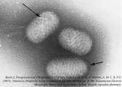 Etken: Orf virüsü Çift sarmallı DNA virüsüdür Poxvirüs ailesinin bir üyesi olan Parapox virüs cinsine aittir POXVIRUS Orthopox Parapox Yatapox