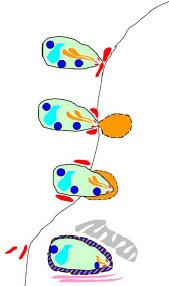 T. gondii ROP Konak hücreye bağlanma sırasında mikronem (MIC) protein salınımı GRA MIC Aktif penetrasyon ve roptri (ROP) protein salınımı sonucu invajinasyon çukuru oluşumu Parazitofor vakuol (PV)