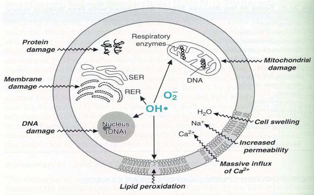 Şekil 4: Oksidatif stresin hücre üzerine etkileri (RER: Granüllü endoplazmik retikulum, SER: Düz endoplazmik retikulum, Ca: Kalsiyum, Na: Sodyum, H 2 O: Su) Malondialdehid ve Konjuge Dienler