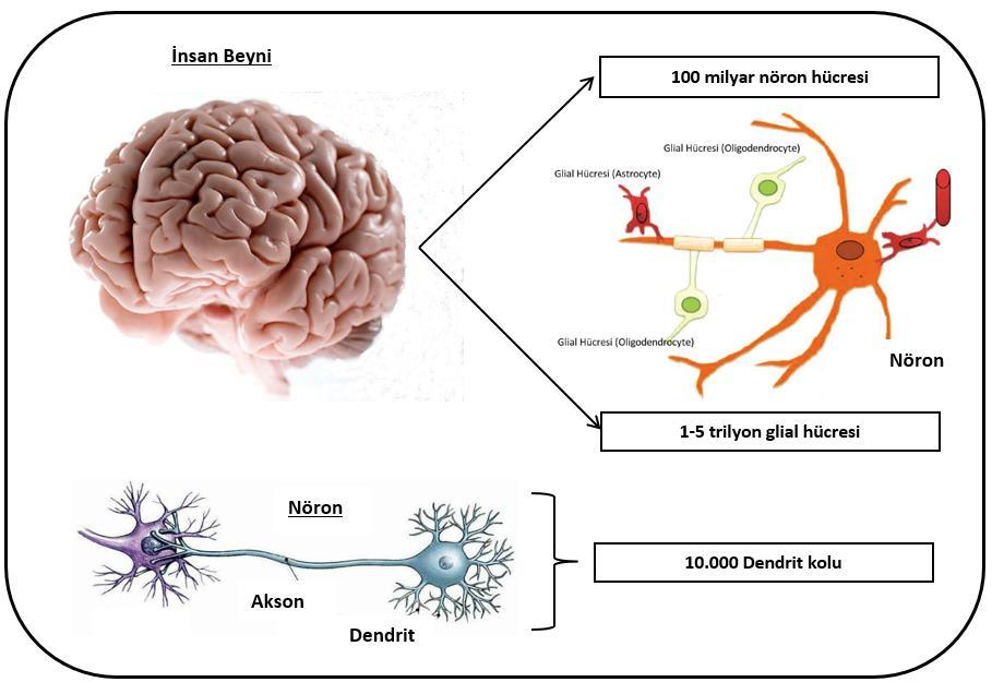 Organizasyonlarda Bireysel Hafıza Şekil 4. İnsan Beynindeki Hücreler Beyin, oksijen ve glikozu, diğer tüm dokulardan 10 kat daha hızlı yakmaktadır.
