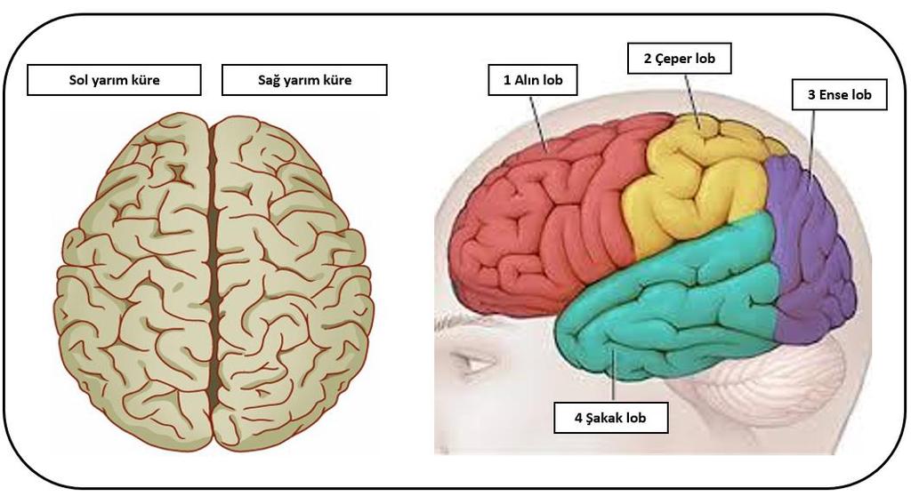 İnsan Beyni Şekil 5. İnsan Beyni 2.1. Nöronlar Sinir hücrelerine nöron denir. Nöron hücresi beynimizdeki temel alıcı ve verici işlevlerden sorumludur (Erel, 2015, s. 25).