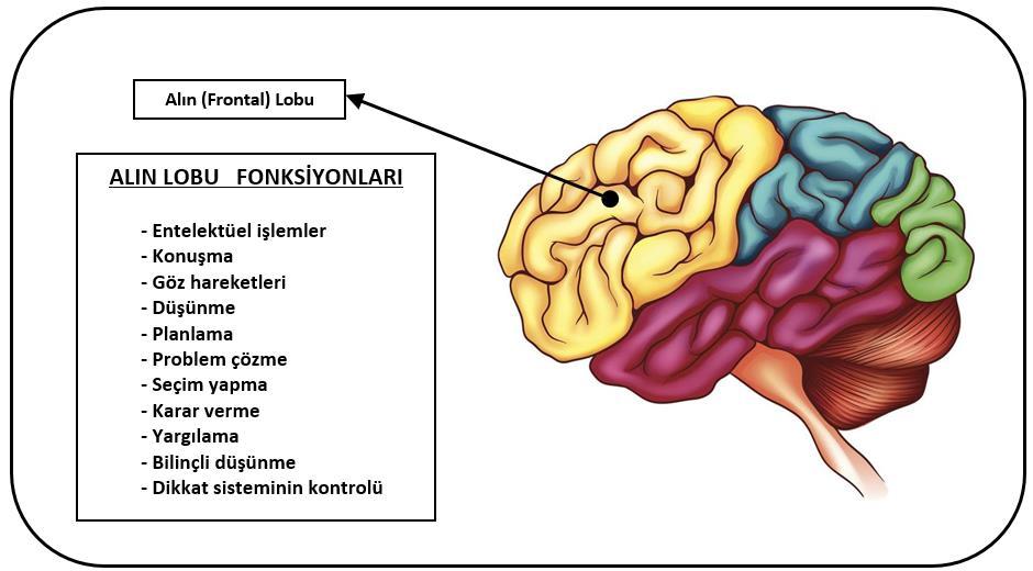 İnsan Beyni Şekil 20. Alın (Frontal) Lobu 2.3.4. Alın (Frontal) Lobu Beynin ön kısmında yer almaktadır. Alın lobu, entelektüel işlevleri yerine getirir.