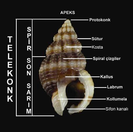kabuklarında ilk kıvrımın bulunduğu yere tepe (apex), son kıvrımın sonlandığı açıklığa kabuk ağzı (ağız açıklığı), kabuk ağzının kenarına da dudak (peristom) adı verilir.