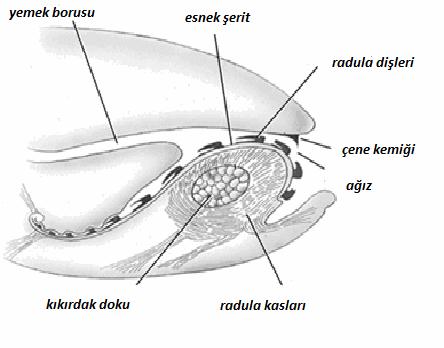 Bu hayvanlarda beslenme farklılıklarıyla ortaya çıkan değişik radula tipleri bulunur (Şekil 2.4.). Radulaların şekilleri özellikle türlerin tanısında önemli taksonomik kriterler içerir.