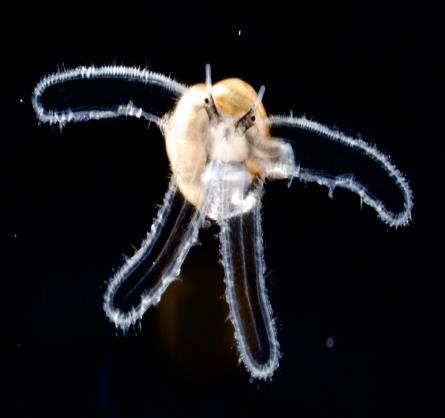 Tipik Veliger Larvaları 2.2.7. Boşaltım Suda yaşayan salyangozlarda atık maddeler amonyak şeklinde atılır.