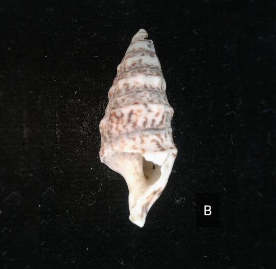 lividulum türüne ait bireyin dorsalden (A), ventralden (B) görünüşü (Özgün) Taksonomik Özellikleri Konik kabuk, kalın ve