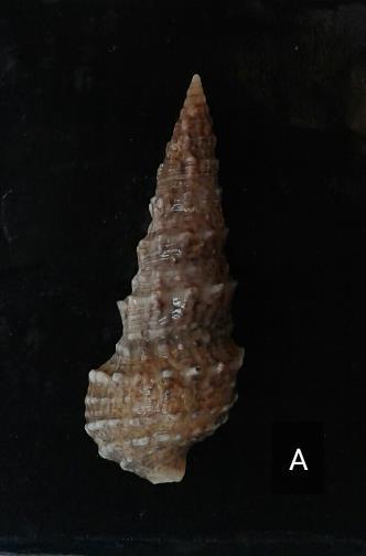Tür Cerithium vulgatum Bruguière, 1792 Sinonim Murex aluchensis Nardo, 1847 Cerithium muticum Locard, 1886 Şekil 5.3.9. C. vulgatum türüne ait bireyin dorsalden (A), ventralden (B) görünüşü (Özgün) Taksonomik Özellikleri Konik kabuk, 10 kadar yada daha fazla spiral sarımdan oluşur.