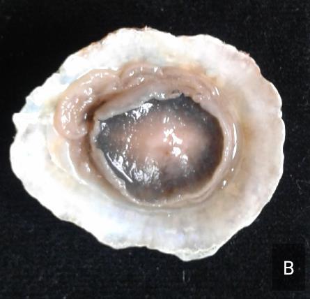 Tür Patella ulyssiponensis Gmelin, 1791 Sinonim Patella aspera Lamarck, 1819 Patella